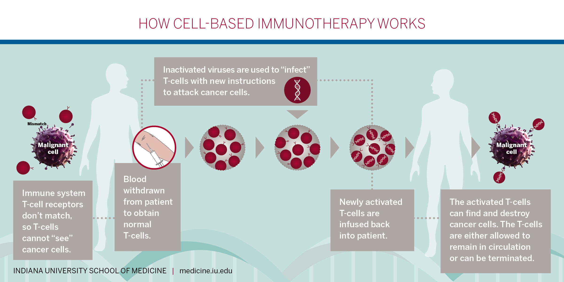 Infographic on how cell-based immunotherapies work, depicting the process of extracting T-cells from a patient’s blood sample, re-programming the T-cells to attack disease cells, and infusing the new cells back into the patient.