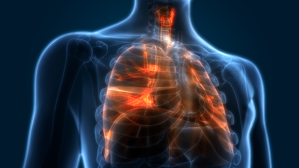 image depicting x-ray view of lungs in human torso.jpg